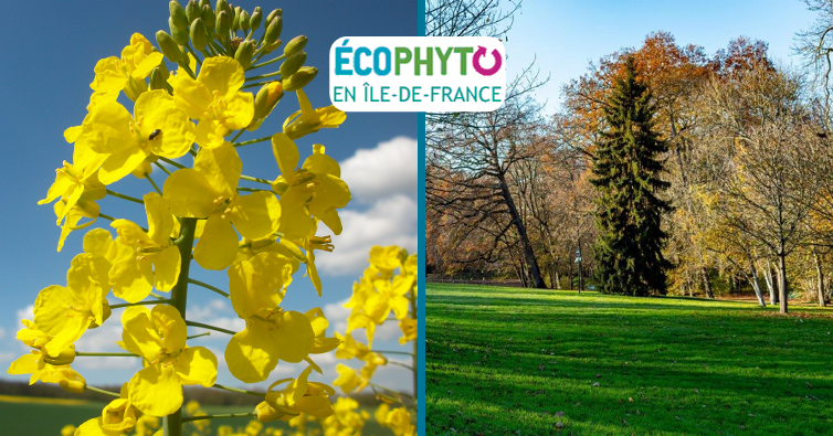 Actualités Phytosanitaire - Bilan 2024